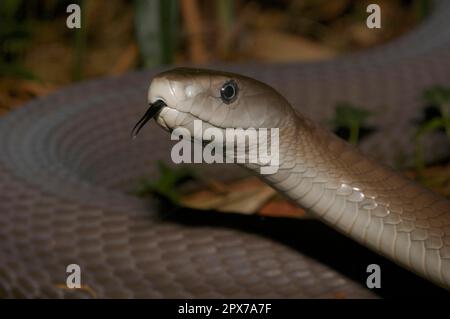 Black Mamba Banque D'Images