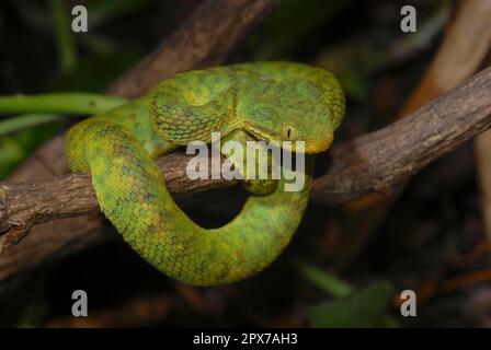 Bush Viper en Afrique de l'Ouest Banque D'Images