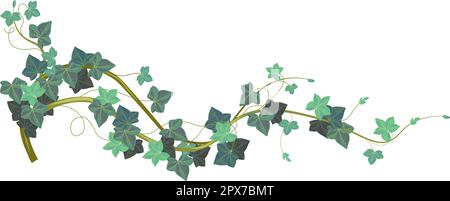 Plante d'escalade Ivy avec feuilles à feuilles persistantes vecteur Illustration de Vecteur