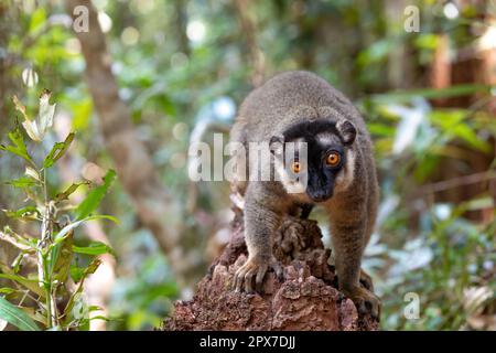 Mignon citron brun commun (Eulémur fulvus) avec les yeux orange. Animal endémique en voie de disparition sur le tronc des arbres dans l'habitat naturel, réserve Peyrieras Madagascar ex Banque D'Images