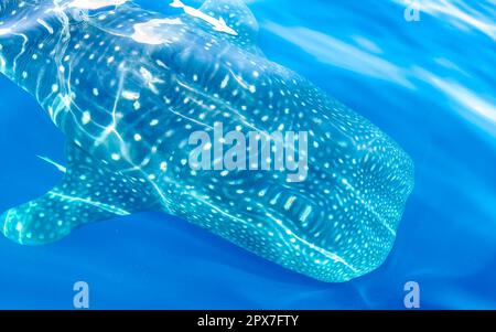 Immense et magnifique requin baleine nage sur la surface de l'eau lors d'une excursion en bateau à Cancun Quintana Roo Mexique. Banque D'Images