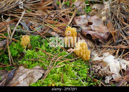 CALOCERA FURCATA, un genre de champignons dans la forêt d'automne en ordre Dacrymycetes Banque D'Images