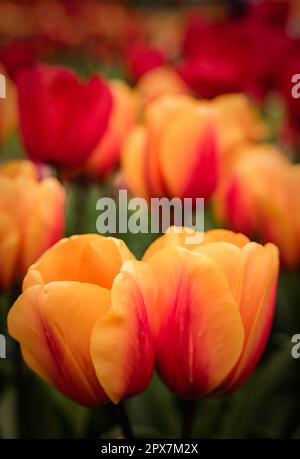 Magnifique Tulips orange et rouge ( Tulipa ) en pleine floraison sur le parterre à Waddesdon Manor, Buckinghamshire Banque D'Images