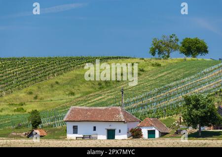 Cave à vin traditionnelle rue (Kellergasse) à Diepolz près de Mailberg, Basse-Autriche, Autriche Banque D'Images