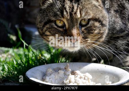 Un chat domestique gris mange du porridge de riz dans un bol. Fester les yeux. Animal mignon. Banque D'Images