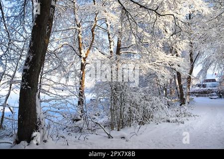 Magnifiques photos d'arbres après de fortes chutes de neige par temps ensoleillé Banque D'Images