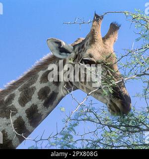 Girafe, (Giraffa camelopardalis), l'Afrique, la Namibie, Oshikoto, Etosha National Park Banque D'Images