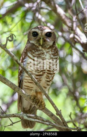 Hibou brun blanc, (Athene superciliaris), oiseau endémique connu sous le nom de hibou faucon brun blanc ou hibou faucon malgache, famille des Strigidae. Parc national de Banque D'Images