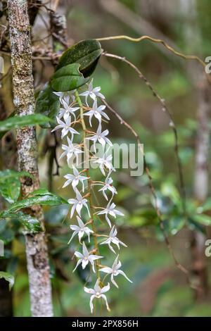 Aerangis Modesta ou Aerangis articulata, espèce de fleurs blanches d'orchidées épiphytiques originaire de Madagascar. Parc national d'Andasibe-Mantadia. Madagascar wi Banque D'Images