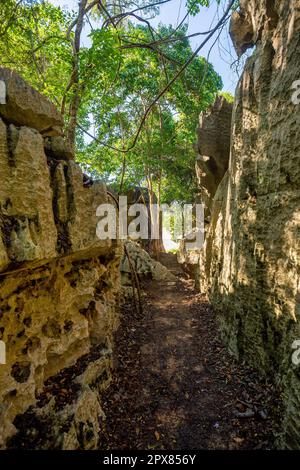 Petit Tsingy de Bemaraha, réserve naturelle stricte située près de la côte ouest de Madagascar. Patrimoine mondial de l'UNESCO avec une géographie unique, mangrove Banque D'Images