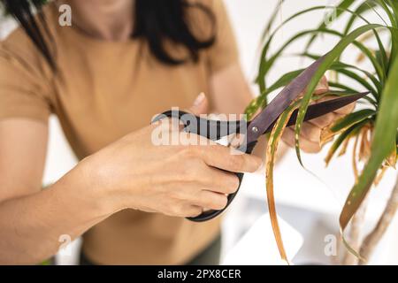 Gros plan des mains de jardinier féminin coupant des feuilles sèches de palmier à queue de cheval Banque D'Images