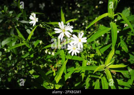 Starflower Stellaria est un genre de plantes à fleurs de la famille des Carnation. Usine de fabrication de maisons en bois. Fleurs blanches dans la forêt. Fruska Gora, Serbie. beaut Banque D'Images