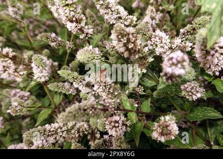 Schölberg (Mentha) oder Menzmotte auf einer Minze (Mentha) Banque D'Images