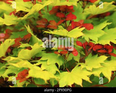 Feuilles d'or et fleurs rouges sur un arbuste d'érable japonais doré, Acer shirasawanum Aureum Banque D'Images