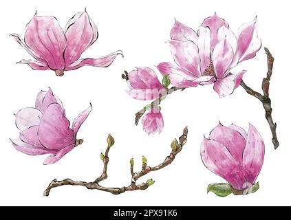 Définir la branche aquarelle des fleurs de Magnolia sur fond blanc. Dessin à la main illustrations botaniques, isolées. Banque D'Images