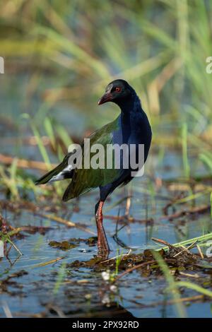 Le gallinule Allen s'estompe à travers la tête de rotation des shlows Banque D'Images