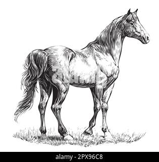 Cheval, dessin dessiné à la main dans l'illustration de style Doodle Illustration de Vecteur