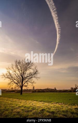 Un arbre dans la prairie et une traînée dans le ciel, vue rurale Banque D'Images