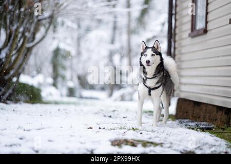 Un chien Husky se trouve près de la maison et me regarde Banque D'Images