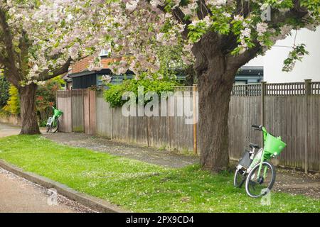 Vélo de lime e / vélo électrique e vélos garés sous la fleur de printemps fleur fleurs / fleurs et arbres sur la rue avec floraison ornementale Cherry, bordées d'arbres rue / route à Hampton, Royaume-Uni. (134) Banque D'Images