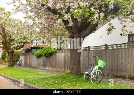 Vélo de lime e / vélo électrique e vélos garés sous la fleur de printemps fleur fleurs / fleurs et arbres sur la rue avec floraison ornementale Cherry, bordées d'arbres rue / route à Hampton, Royaume-Uni. (134) Banque D'Images