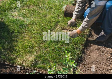 Homme posant des rouleaux de gazon pour une nouvelle pelouse de jardin Banque D'Images