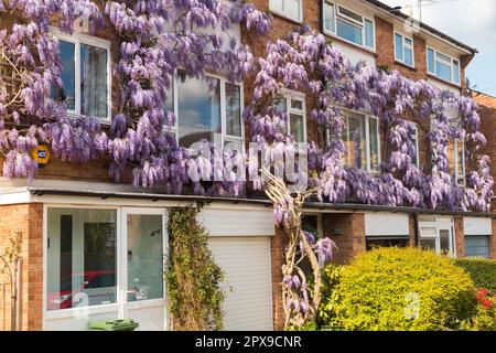 Glycine / fleurs / fleurs fleuries sur un logement appartement privé bloc d'appartements et appartements. Strawberry Hill. Twickenham. ROYAUME-UNI (134) Banque D'Images