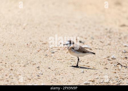 Pluvier à frondes blanches ou oiseau de pluvier à frondes blanches (Charadrius marginatus), petit oiseau de rivage de la famille des Charadriidae qui habite les plages de sable, Banque D'Images