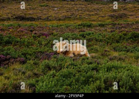 Troupeau de Scottish highlanders brun rouge dans un paysage naturel d'automne. Banque D'Images