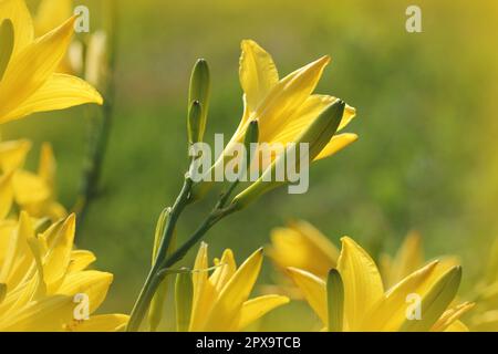 Fleurs de jardin jaune et orange aux nénuphars qui poussent sous la lumière du soleil. Fleurs de l'hémérocallis en gros plan. Inflorescence vive de la plante à fleurs. Banque D'Images