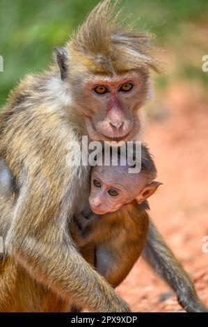 Singe sri lankais avec singe bébé, Toque macaque dans la zone sèche Kurunagala, galagamuwa Banque D'Images