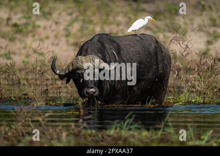 Le buffle du Cap se nourrit de l'égret de la rivière Banque D'Images