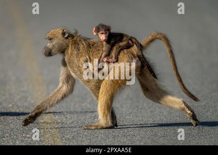 Le babouin de Chacma traverse la route du tarmac transportant le bébé Banque D'Images