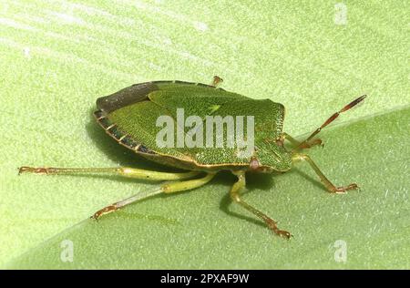 Insecte vert de bouclier commun / insecte vert de slink (Palomena prasina) Banque D'Images