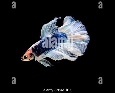 Poisson de combat siamois ou poisson de Betta splendens, poisson d'aquarium populaire en Thaïlande. Queue demi-lune bleue et blanche betta combat le mouvement du poisson isolé Banque D'Images