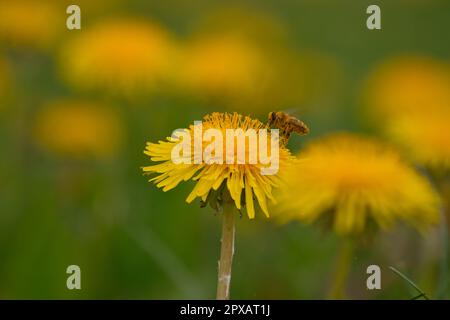 Pissenlit des abeilles dans le pré Banque D'Images