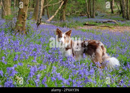 Un collie rouge de trois couleurs à la frontière du merle se trouvait dans les bois de bluebell, Surrey, Royaume-Uni. Banque D'Images