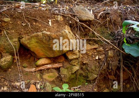 Des rochers de basalte volcanique et des racines d'arbres exposées après un glissement de terrain non consolidé causé par la pluie, dans la forêt tropicale. Queensland, Australie Banque D'Images