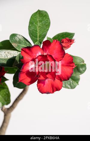 Vue rapprochée de la double fleur rouge vif et blanche d'adenium obesum aka désert rose isolée sur fond blanc Banque D'Images