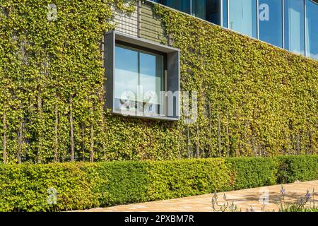 Fenêtre et le mur d'un immeuble de bureaux moderne et durable, plantes grimpantes qui poussent sur le mur, exemple d'écologisation urbaine Banque D'Images