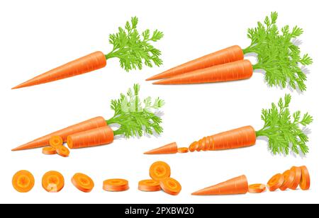 Ensemble vectoriel lumineux de moitiés colorées, de tranches et de carottes entières à tiges vertes. Légume frais isolé sur fond blanc. Réaliste 3D Vector Ill Illustration de Vecteur