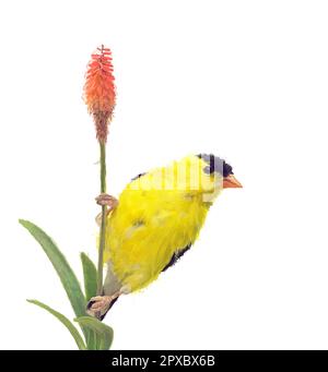 American Goldfinch (Carduelis tristis), assis sur une fleur isolée sur blanc. Aquarelle image. Banque D'Images