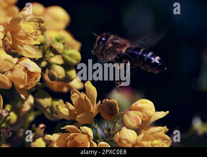 Photo macro d'une abeille volante collectant le miel d'une fleur Banque D'Images
