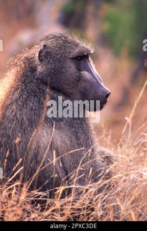 Savane Babuon (Papio cynocephalus ursinus), Parc national Kruger, Mpumalanga, Afrique du Sud Banque D'Images