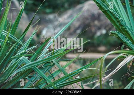 Jungle africaine de forêt tropicale dans le parc Isalo, près des lames de plantes vertes. Banque D'Images