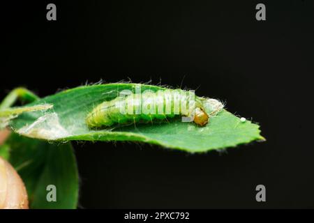 Chenille de papillon sur feuille, Satara, Maharashtra, Inde Banque D'Images