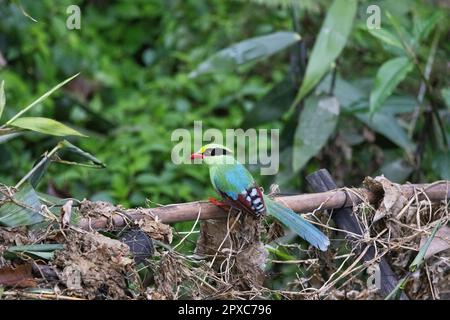 Common Green Magpie, Cissa chinensis, Pangolakha Wildlife Sanctuary, Sikkim, Inde Banque D'Images
