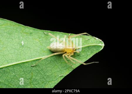 Araignée à sac jaune, espèce Chieracanthium, Satara, Maharashtra, Inde Banque D'Images