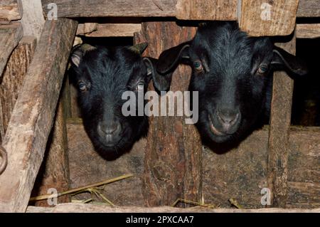 Chèvres peeking dehors de la clôture en bois sur la ferme Banque D'Images