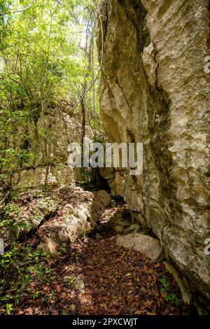 Petit Tsingy de Bemaraha, réserve naturelle stricte située près de la côte ouest de Madagascar. Patrimoine mondial de l'UNESCO avec une géographie unique, mangrove Banque D'Images